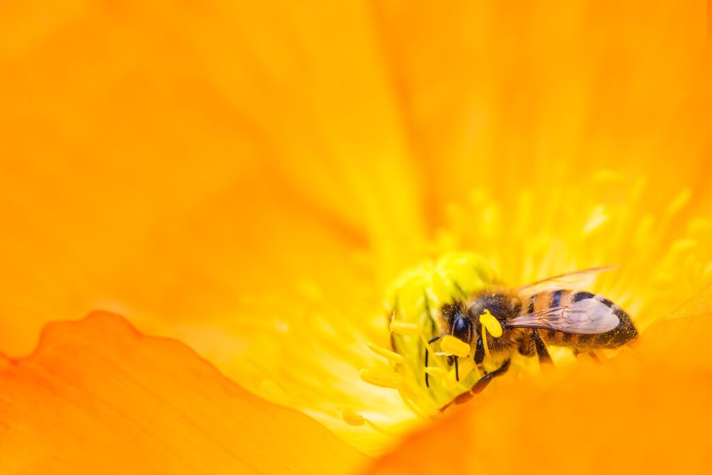 Single bee collecting nectar on a bright flower